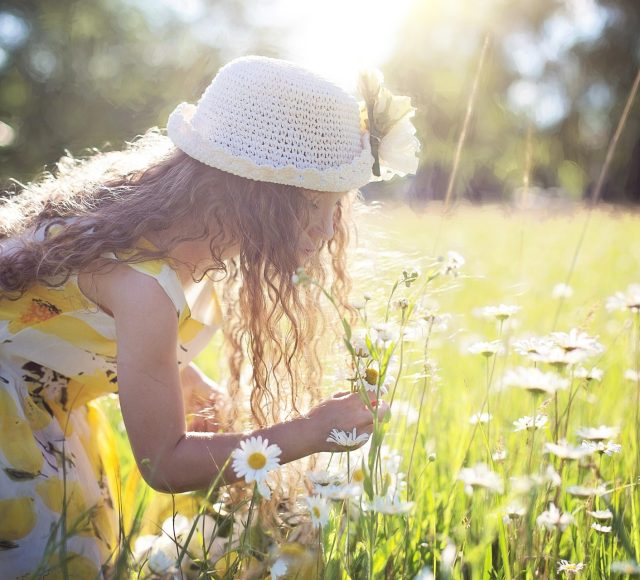 Sommaräng med flicka som plockar prästkragar till midsommar.
