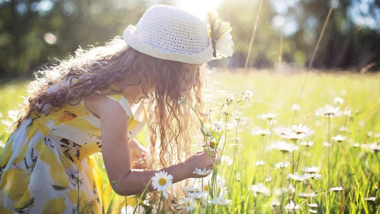 Sommaräng med flicka som plockar prästkragar till midsommar.